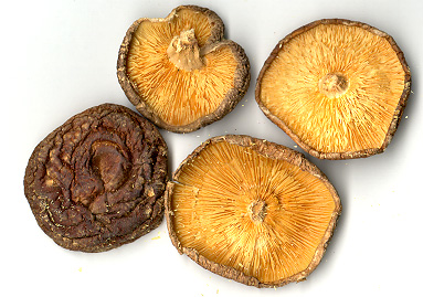 Shiitake Mushroom